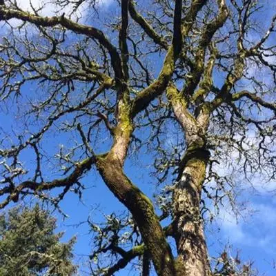 Park Tree